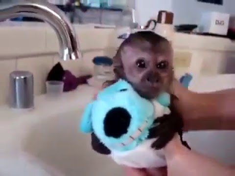 Video: Արդյո՞ք օրինական է փոքրիկ կապիկ ունենալը: