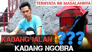 MENGAPA SOGON SAAT DI GANTANG KADANG NGOBRA KADANG JALAN || Ternyata Ini masalahnya