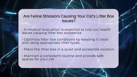 Are Feline Stressors Causing Your Cat