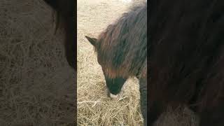 Bashkir Curly Horse In The Winter