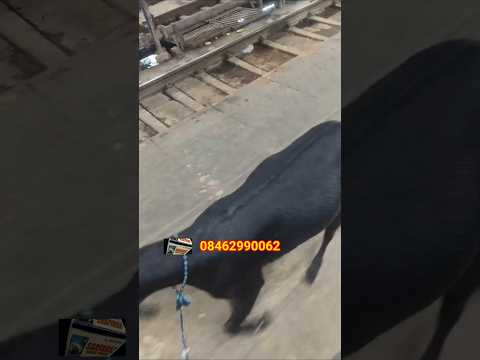 Mashallah Khassi Bakre Ki Tayyari 💫 #trending #shorts #viral #youtubeshorts