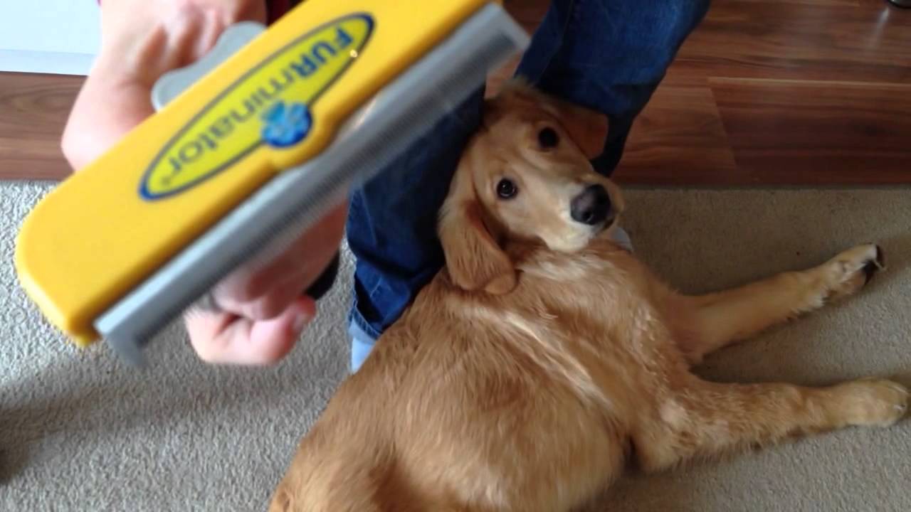 FURminator im Test YouTube