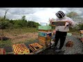 Splitting a Honey Bee Hive - Start to Finish
