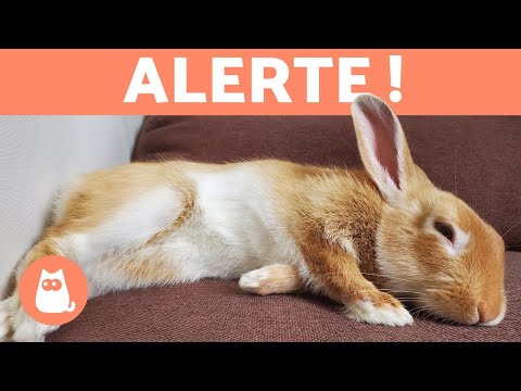 Vidéo: Mon lapin est en train de mourir? Que souhaitez-vous savoir