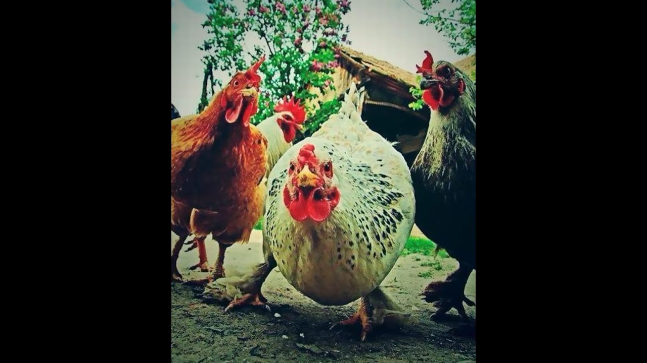 Apex Legends - ChickenMan plays - Live Stream