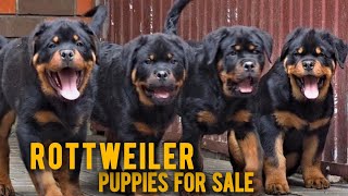 Rottweiler Puppies For Sale | rottweiler dogs | More Details On My Description.#rottweiler#dog#puppy by STARZ KENNEL 3,473 views 4 months ago 2 minutes, 24 seconds