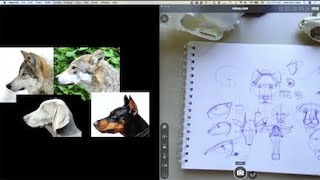 Constructing Mammal Heads
Learn how to draw mammal heads from the front, side, and 3/4 view.
Let’s explore templates for drawing mammal heads from all angles. These methods will help you draw animal faces across many species.
(November 2022) Constructing Mammal Heads
