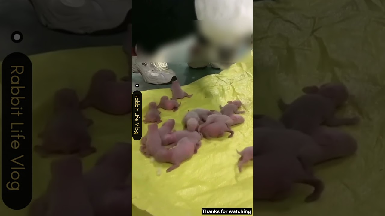 rabbit baby giving birth 