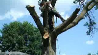 Man Of Stihl
