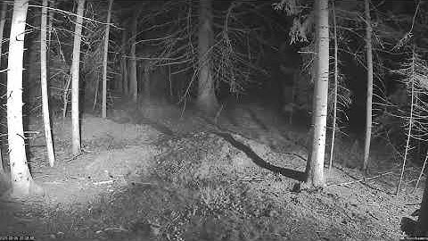 Badger and raccoon dog Mägrakaamera Saaremaal    meles meles   2021 09 05 22 06