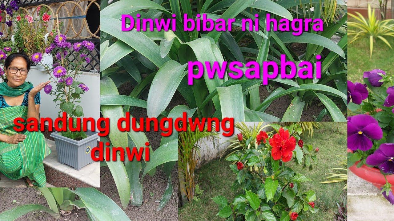 Dinwi LiLi bibar pwsapbai || gubun bibarkoubw ||Abwi ni vlogs ||naisabdwlai sonapwr de