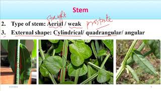 Angiosperm description vegetative parts Video
