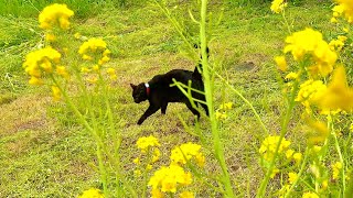 猫と完全０円生活｜タイピー日記/taipi