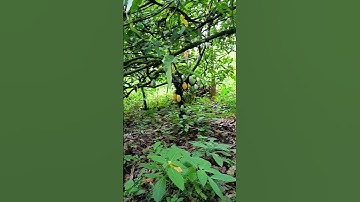 Agroforestry As a Sustainable Solution for Revolutionizing Food Production and Climate Action#cocoa