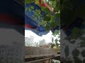 Column ring making process