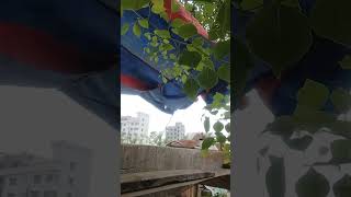 Column ring making process