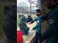 This Gorilla LOVED the Magic Trick 😲🦍#MagicReaction#GorillaReaction#ZooMoments#MindBlown#ViralShorts