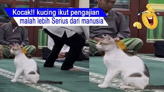 Cute and smart/cats can be relied on like humans/cute cat compilation/#CT