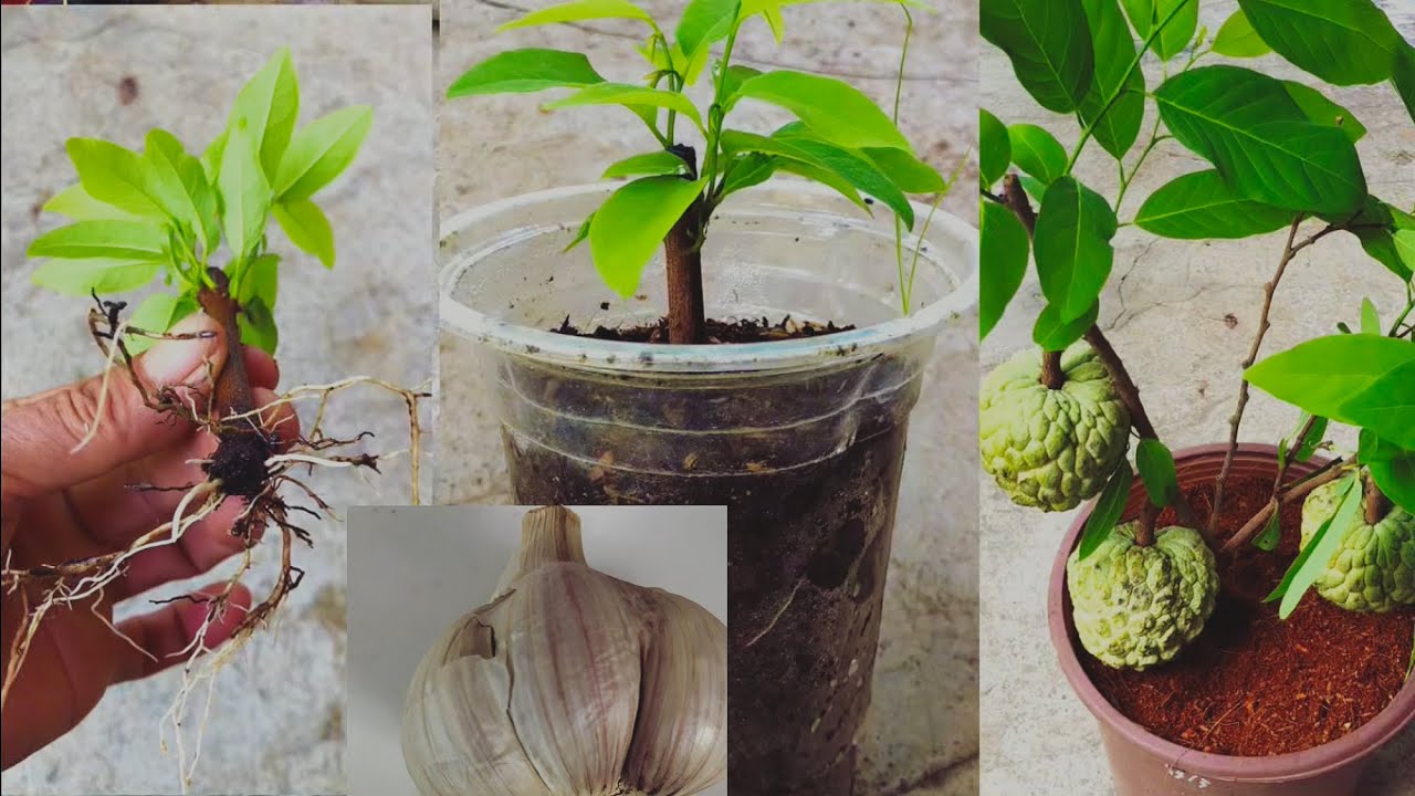 Chỉ cần một tép tỏi cành giâm ra rễ như rau muống ít người biết