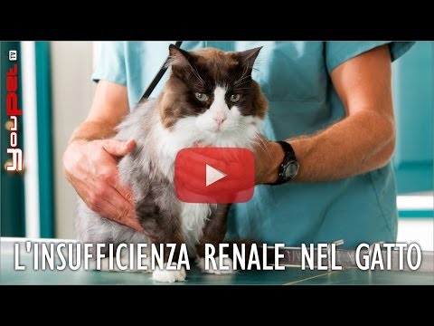 Video: Infiammazione Renale Dovuta All'accumulo Di Liquidi Nei Gatti