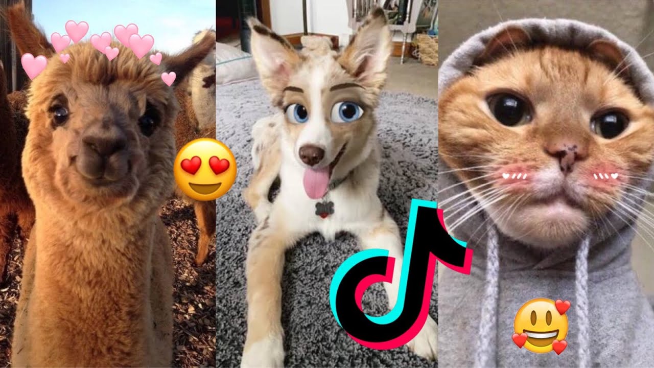 NEW Tiktok Animals Cute Funny Смешные животные 2020 - YouTube