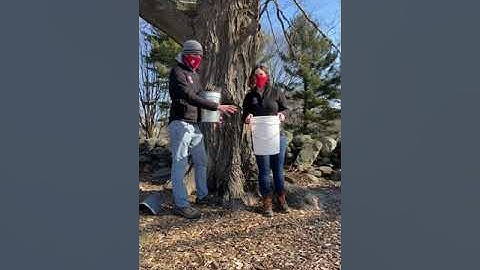 Maple Sugaring, Video 1