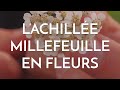 Lachille millefeuille est en fleurs  aromatique digestive et hmostatique 