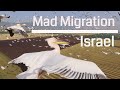 Mad Migration!!! Bird Migration above israel