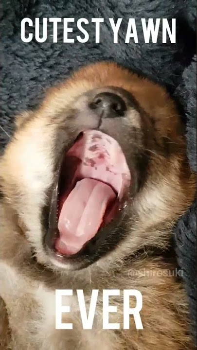 Cutest Yawn Ever. Sound on!