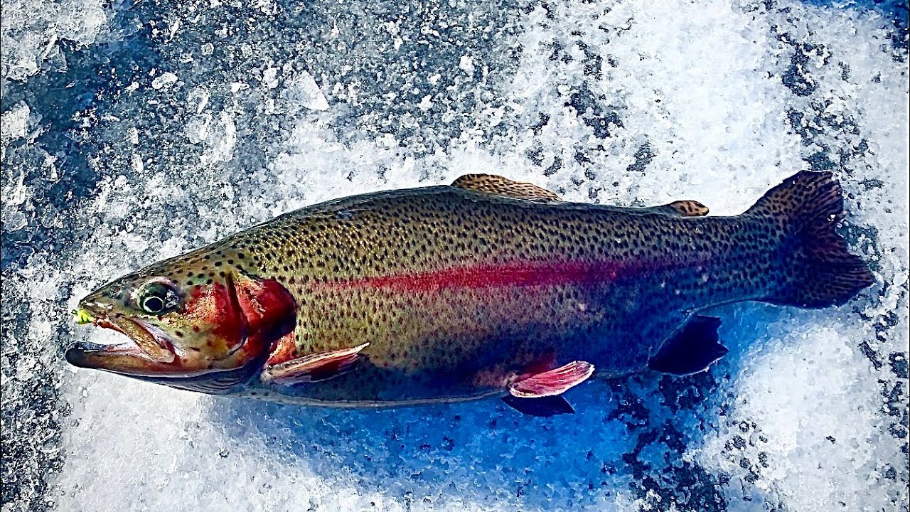 NJ ICE FISHING!! Lake Aeroflex, Andover Township,SALMON&Big Rainbow