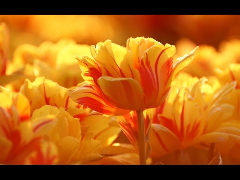 Wallpapers hd 1080p - Download free in high resolutions!