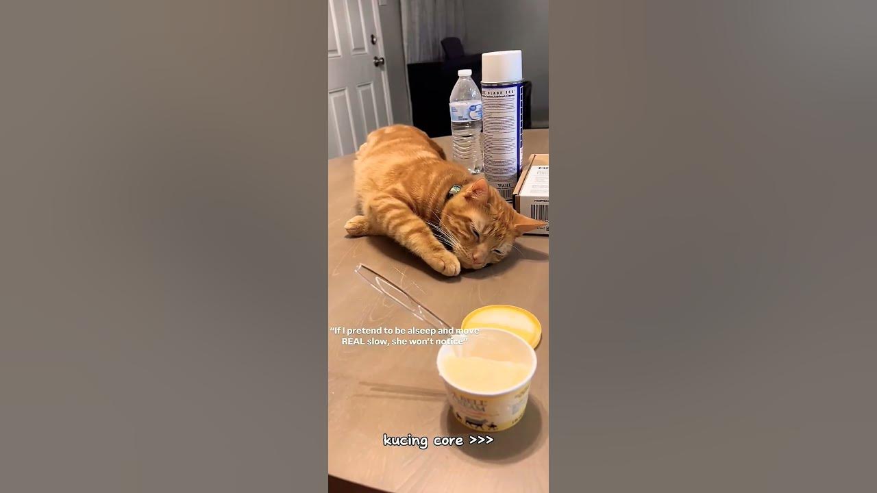 #music #song #pop #lyrics #cat #cover #oyenbarbar #oyenbesar #cute #pets #music #song #pop #lyrics #cat #cover #oyenbarbar #oyenbesar #cute #pets