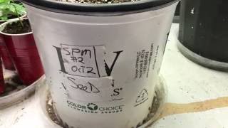 Space Money #2 Grow Log - Entry 2