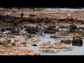 Zebra's crossing the Mara River