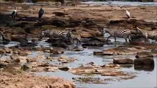 Zebra's crossing the Mara River