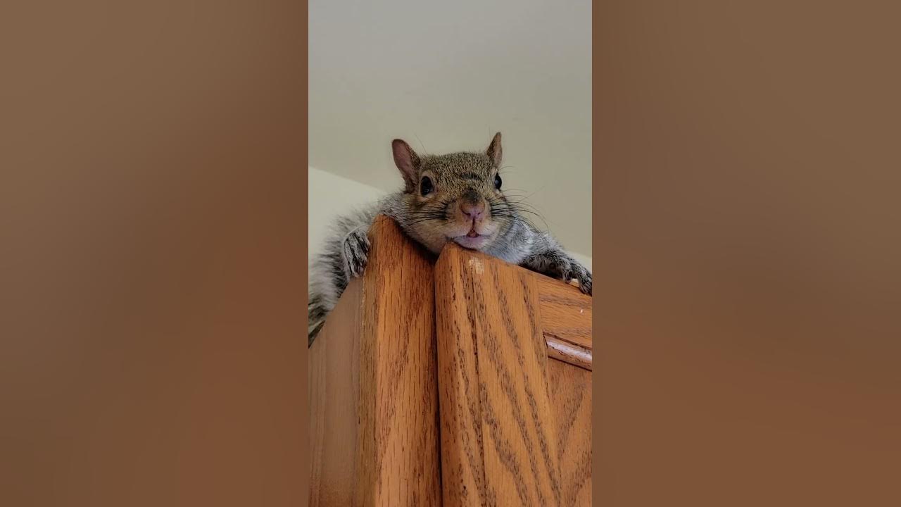 Slow Blink Squirrel Chit Chat ️🐿 ️ squirrel shortvideo YouTube