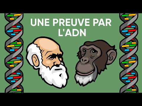 Vidéo: Comment l'embryologie comparative fournit-elle des preuves de l'évolution ?