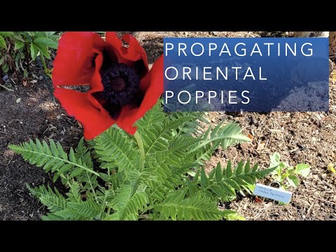 वीडियो: ओरिएंटल पोपीज़ ब्लूम क्यों नहीं: सजावटी पोस्ता पौधों पर फूल कैसे प्राप्त करें