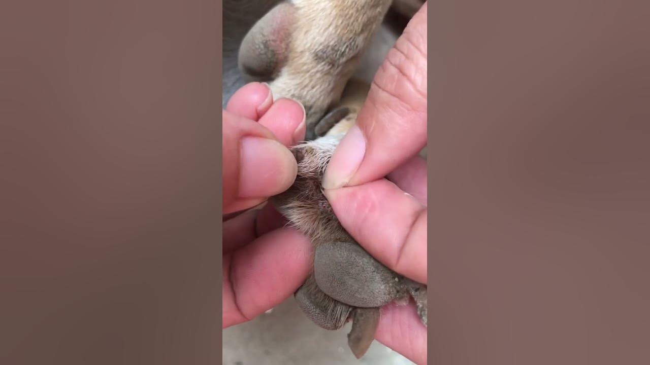Clean My Dog’s Feet kamommya8733 YouTube