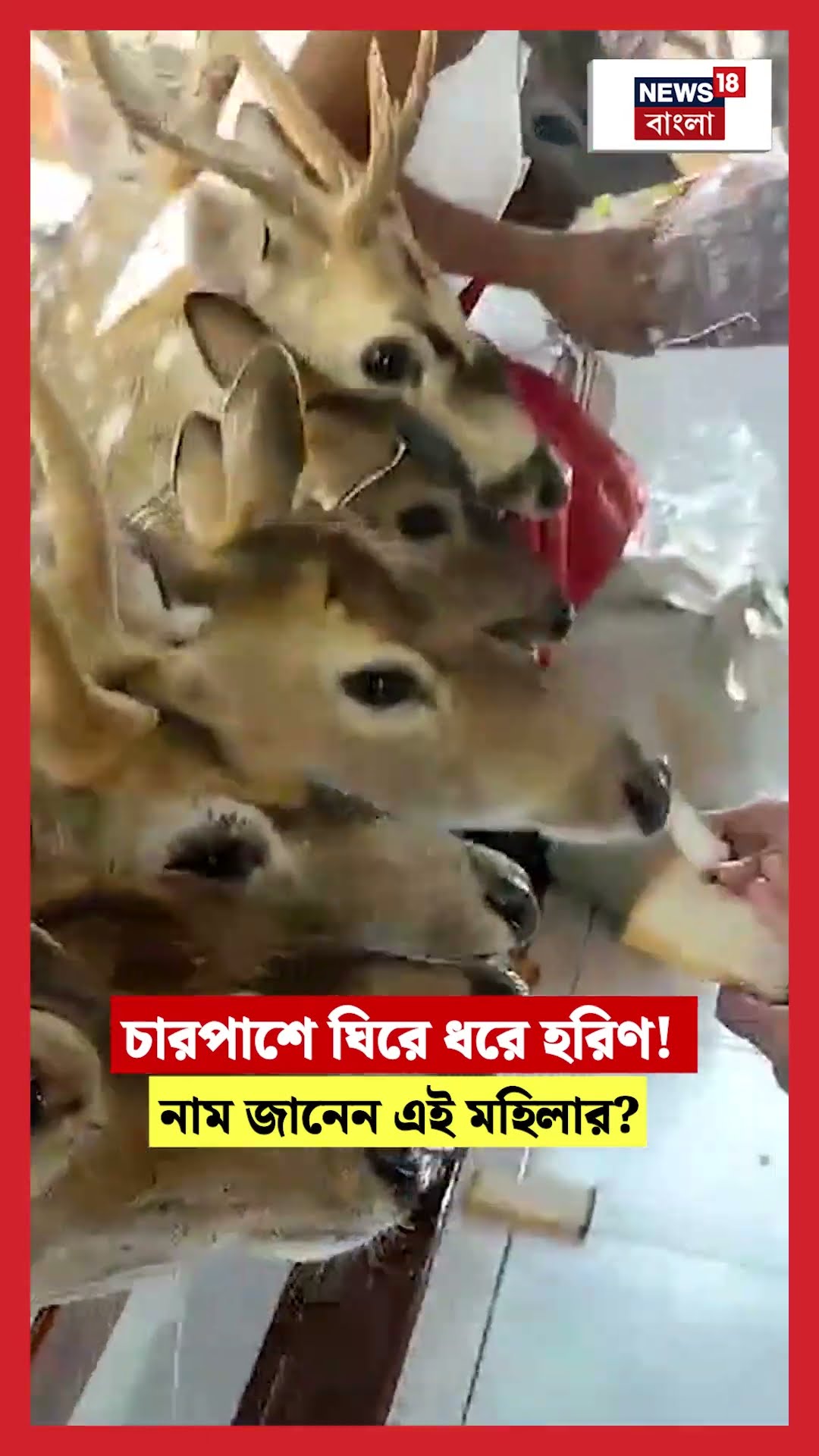 চারপাশে ঘিরে ধরে হরিণ! নাম জানেন এই মহিলার?  | N18S #shorts