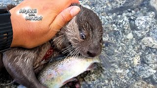 Otters Catch Fish One After Another [Otter Life Day 886] by Aty 150,453 views 4 months ago 7 minutes, 5 seconds