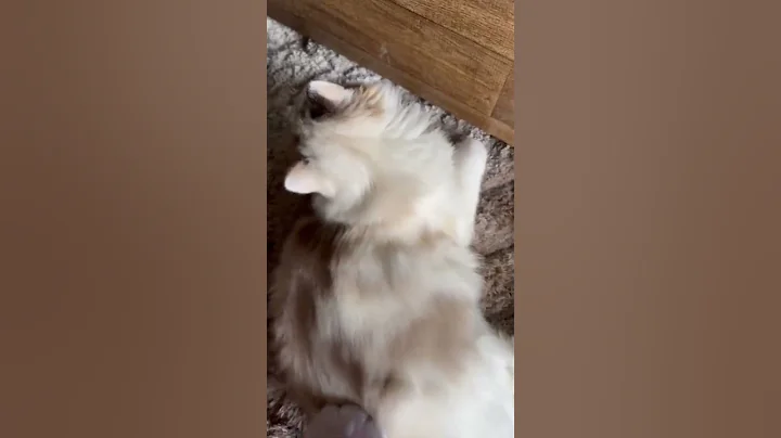 Video 4591361: cat hair brush, cute cat