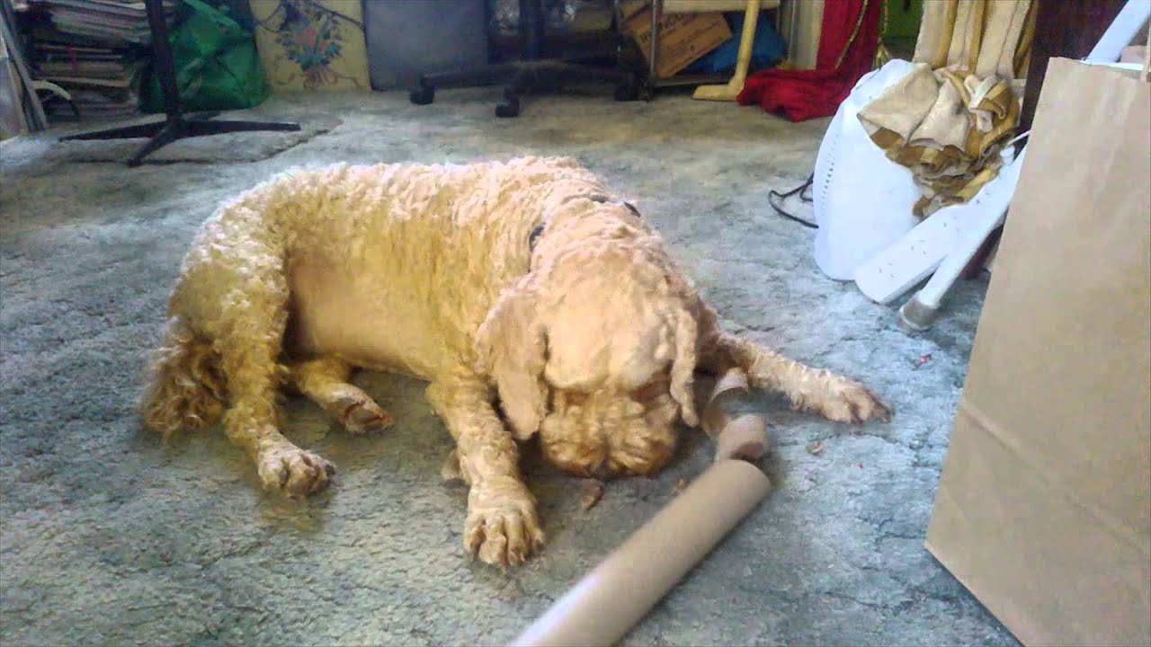 Cute Archie (cockapoo) having fun unravelling a Christmas Cardboard ...