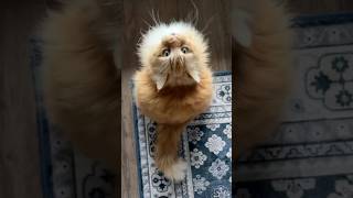 The Windier The Better