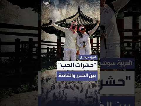 انتشار حشرة الحب في كوريا الجنوبية وتأثيرها على الحياة اليومية