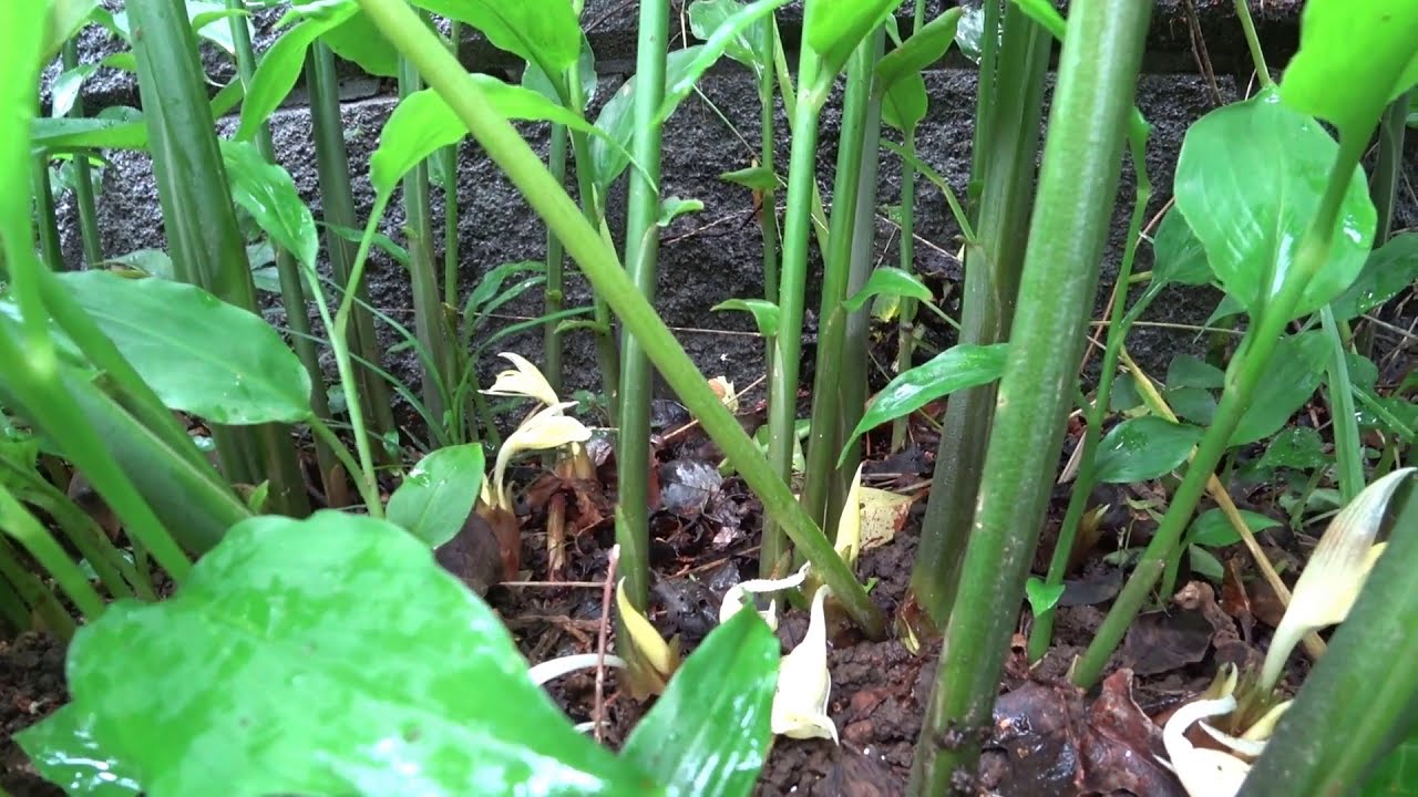 ミョウガの花はこんな感じで咲きます Youtube