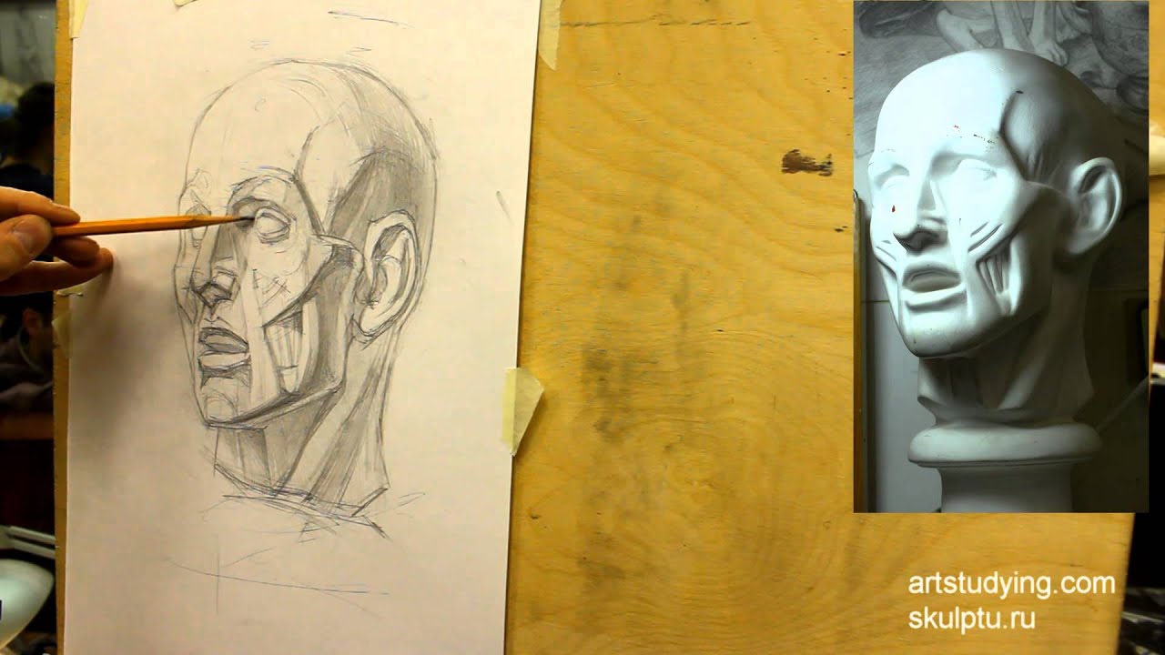 Экорше (3). Обучение рисунку. Портрет. 32 серия