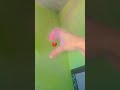so cute 😍 💓 #handdance #viral #youtubeshorts #trending #love #shortsviral #foryou #funny #comedy