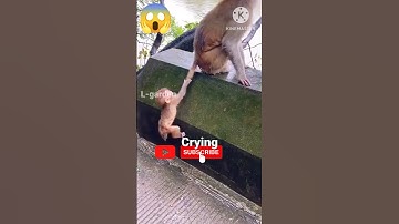 Baby Monkey Crying 🐒 Baby Monkey video🙊#shorts#youtubeshorts
