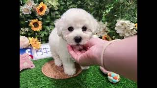 鬥牛小子犬舍~純正血系 棉花糖  嬌小型 3/18號生日比熊弟弟 成犬56公斤左右 #特寵業繁字第U1070228 #鬥牛小子犬舍 #營業登記47813464 #狗狗日常 #狗狗